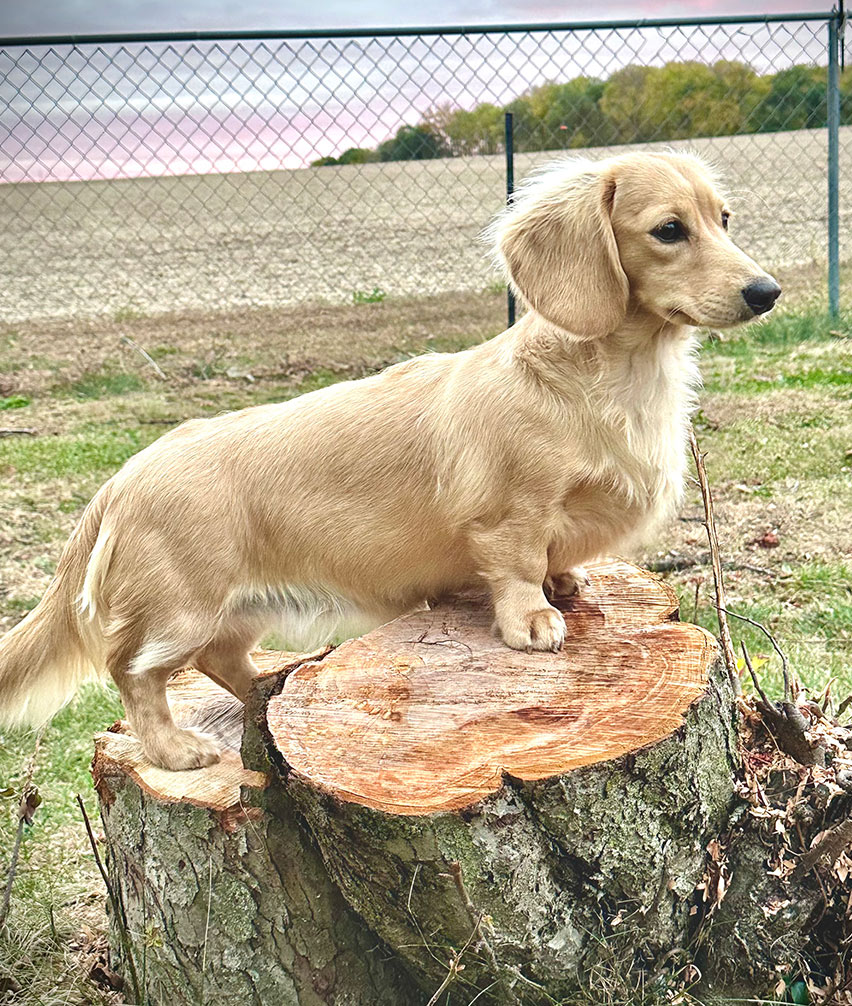 A long-haired cream dachshund stands on a tree stump in a grassy yard, with a chain-link fence and a plowed field in the background under a cloudy sky.