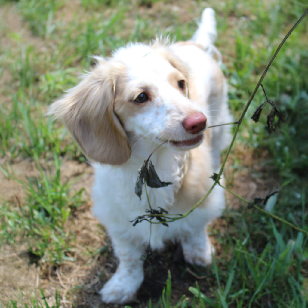 A small, light-colored dog with floppy ears stands on grass, looking up and sniffing a thin branch with leaves.