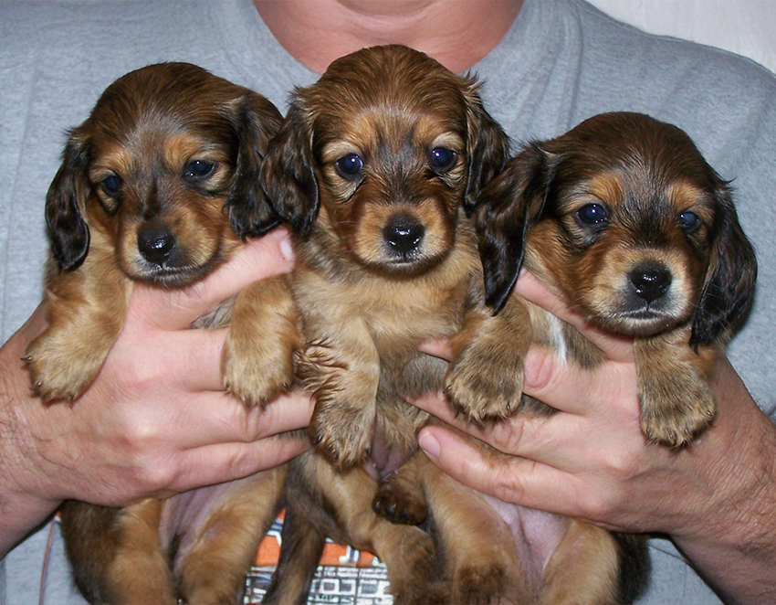 A person in a gray shirt holds three brown and black dachshund puppies, one in each hand and one in the middle, all looking directly at the camera.