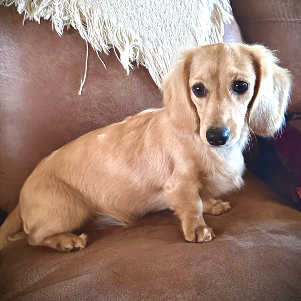 A light brown dachshund with long ears sits on a brown leather couch in front of a cream-colored textured blanket.