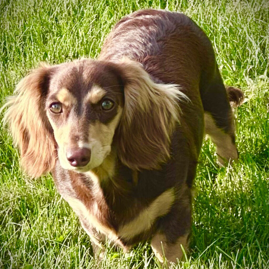 A long-haired dachshund with brown and tan fur stands on green grass, looking toward the camera with alert, expressive eyes. Sunlight highlights the dogs soft fur and floppy ears.