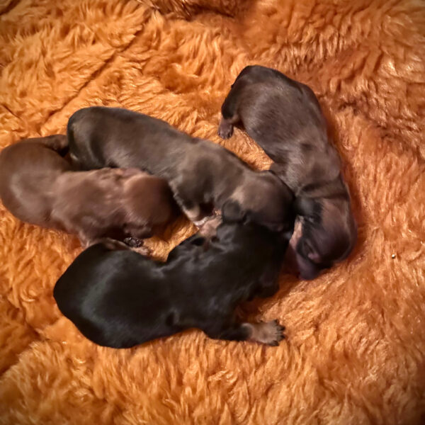 Four newborn puppies with dark fur lie close together on a soft, orange-brown blanket.