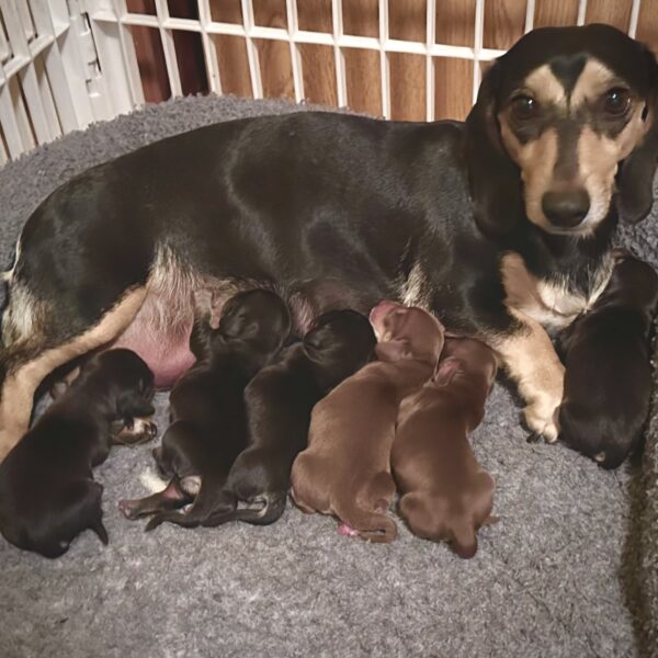 A black and tan dachshund mother lies on a gray blanket nursing six small puppies, some black and some brown, inside a white playpen.
