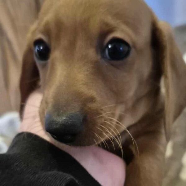 A close-up of a brown dachshund puppy looking up with wide eyes, gently biting or mouthing a persons hand inside a black sleeve. The background is softly blurred.