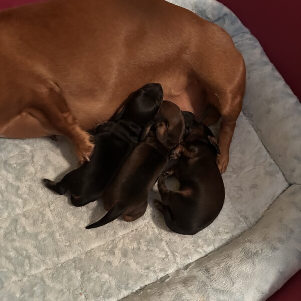 Three small black and brown puppies are nursing from their brown mother, who is lying on a light blue quilted bed inside a red enclosure.