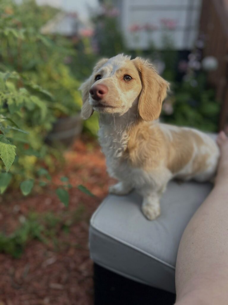 A small, light brown and white dog stands on an outdoor cushion next to a persons leg, looking up. The background features green plants and a garden setting.