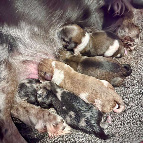 A group of newborn puppies of various colors are snuggled close together, nursing from their mother as they lie on a soft, textured blanket.