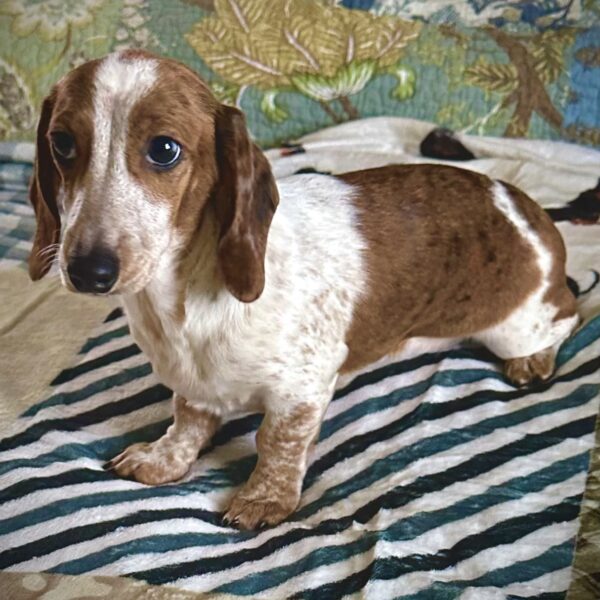 A brown and white dachshund with long ears and big eyes stands on a patterned blanket, looking slightly to the side. The background shows a multicolored quilt with floral designs.