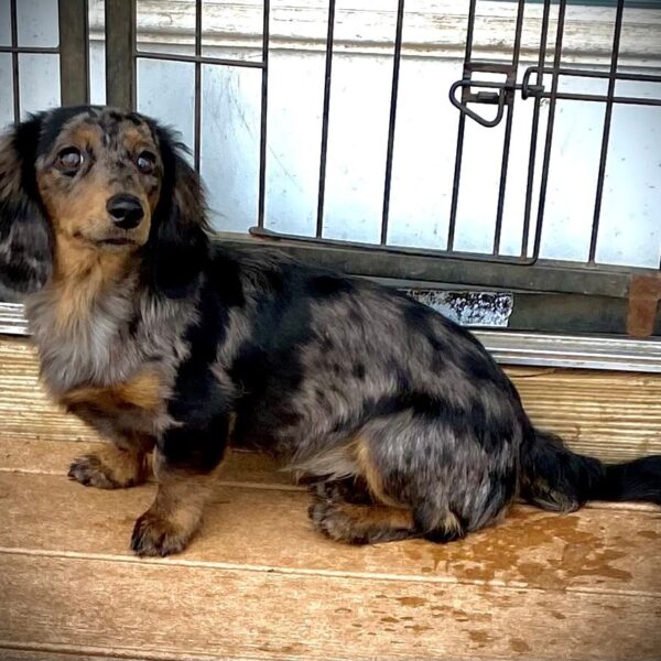 A long-haired dachshund with a black and gray dapple coat sits on a wooden floor in front of a metal gate, looking slightly to the left.