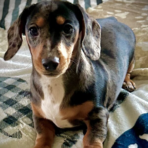 A small, short-haired dachshund with a dappled gray, black, and brown coat lies on a patterned blanket, looking directly at the camera with alert, expressive eyes.