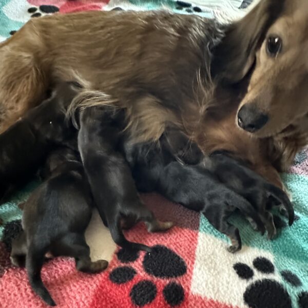 A brown dachshund lies on a colorful blanket with paw prints, nursing a litter of small, dark-colored puppies snuggled close to her side.