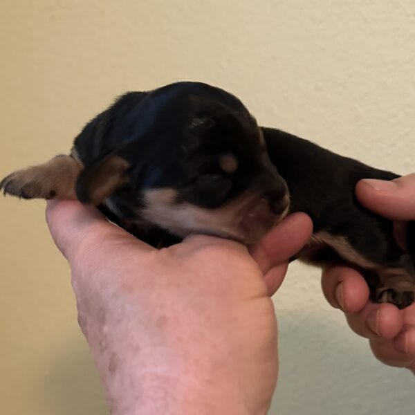 A tiny, black and brown newborn puppy with closed eyes is gently held in both hands against a light-colored background.