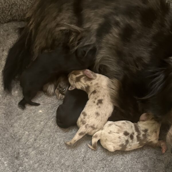 A mother dog lying on a gray blanket nursing four newborn puppies, including two light-colored and two darker-colored pups nestled close to her.