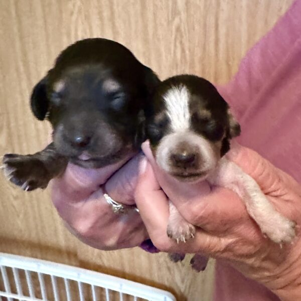 A person holds two tiny newborn puppies with closed eyes; one is mostly black and the other is black and white. They are being gently supported by the persons hands against a wood background.