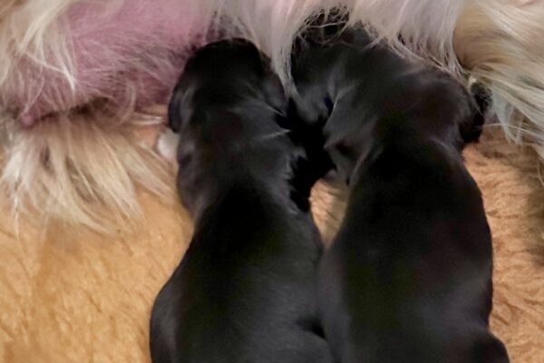 Two tiny black newborn puppies are nursing from their mothers belly while lying on a soft, light brown surface. The mother dogs light fur is partially visible in the image.