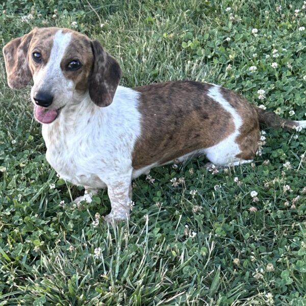 A brown and white dog with floppy ears sits on green grass, looking at the camera with its tongue out. The dog appears happy and alert, surrounded by clover and small white flowers.