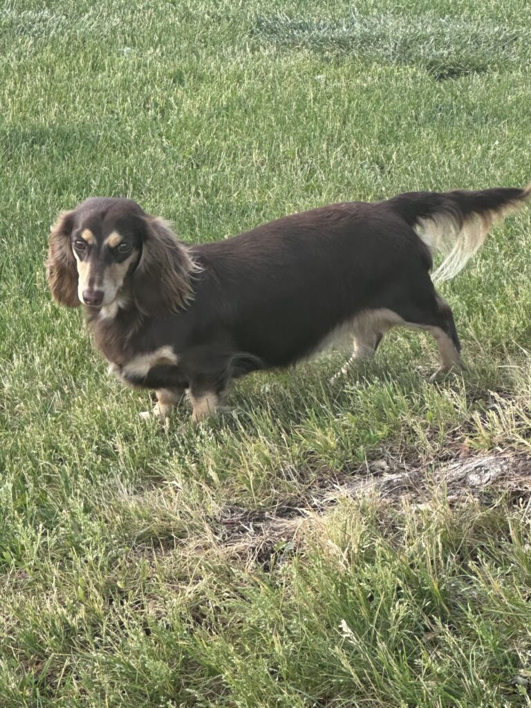 A long-haired brown dachshund stands on green grass, looking slightly to the left with its tail raised and ears hanging down.