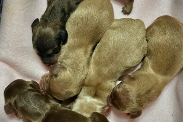 Four newborn puppies, three light brown and one darker brown, are lying close together on a soft light pink blanket inside a basket.