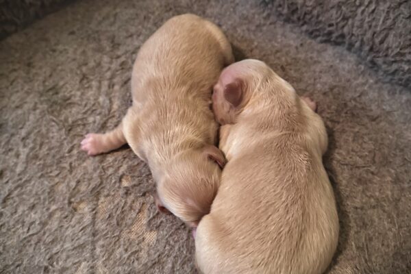 Two tiny, light-colored newborn puppies are snuggled closely together, sleeping on a soft, textured gray bed.