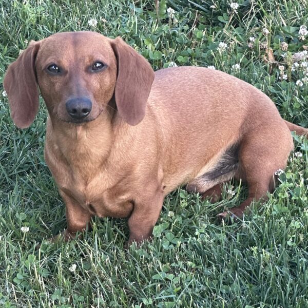 A brown dachshund with short fur sits on green grass, looking directly at the camera. White clover flowers and leafy plants are scattered in the background.