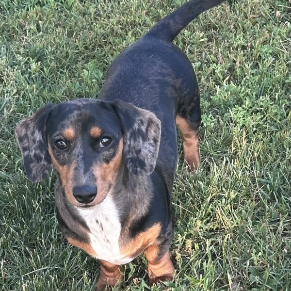 A short-haired dachshund with black, brown, and gray fur stands on green grass, looking up at the camera with its tail raised.