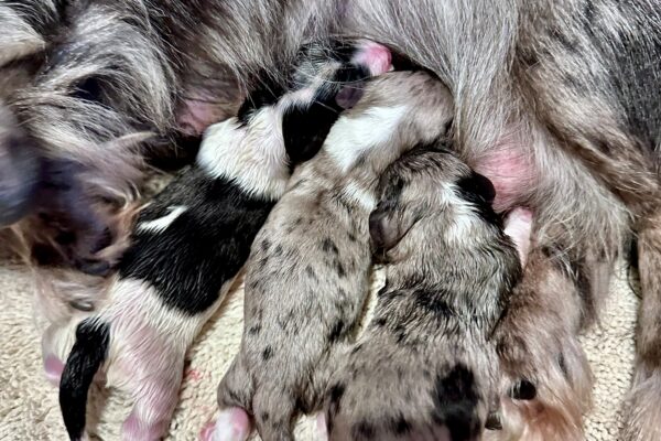 Three newborn puppies with different fur patterns nurse from their mother while lying on a beige textured blanket. The puppies tiny bodies and closed eyes show their young age. The mothers fur is visible on the left side.