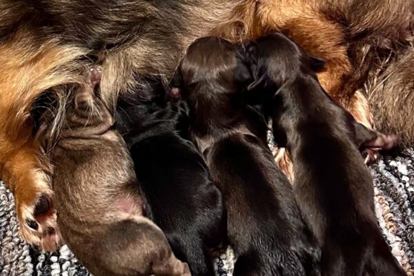 Four tiny newborn puppies cuddle and nurse from their mother, lying close together on a textured, striped rug.