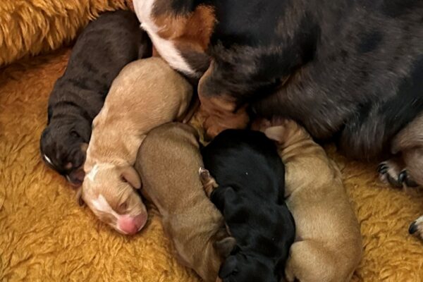 Five newborn puppies snuggle closely together on a soft, brown blanket next to their mother, who is partially visible in the upper right corner.