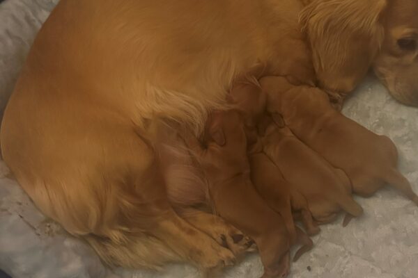 A golden dog lying on a soft bed nursing a litter of small puppies.